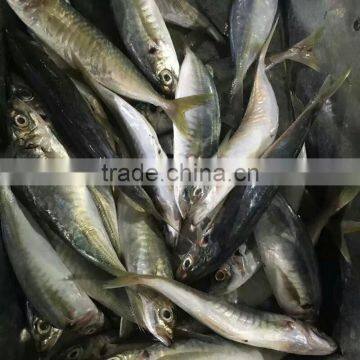 New Fish Frozen Horse Mackerel Seafood for Sale photo-2