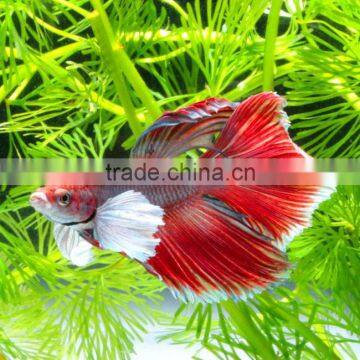 Live Fish for Aquarium