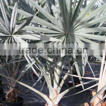 Bismarckia Nobilis - From 75/100 Plant Height in 8 Liters Pot photo-4