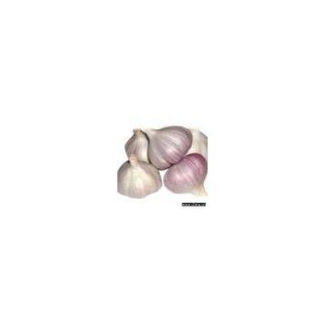 Normal Garlic