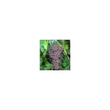 Sell Flame Seedless Grapes