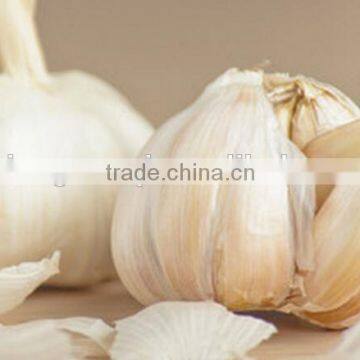 garlic clove