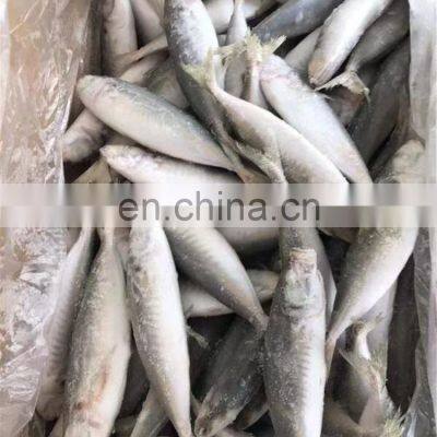 Frozen Galunggong Round Scad