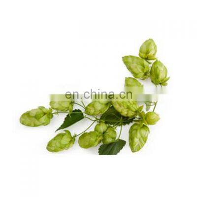 Top Quality Hops Flower Extract 5:1 10:1 20:1, Hops Flower Extract Powder photo-2