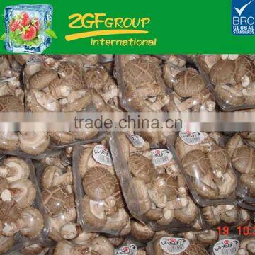 Chinese Frozen Shiitake Mushroom