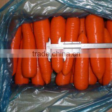 Export standard Fresh Carrot/Fresh Carrots Supplier