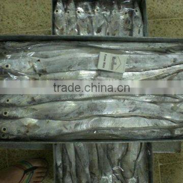 Frozen whole round ribbon fish