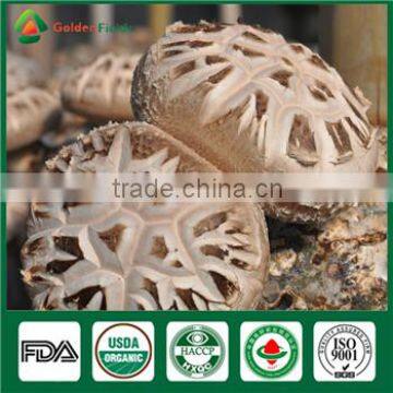 Organic Fresh Dry Edibal Mushroom Cultivation China Supplier Seller Shiitake Mushroom Growing Kit