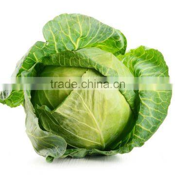 Fresh Indain Cabbage Directly from Farm