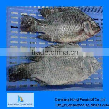 Supply best new frozen tilapia frozen fish