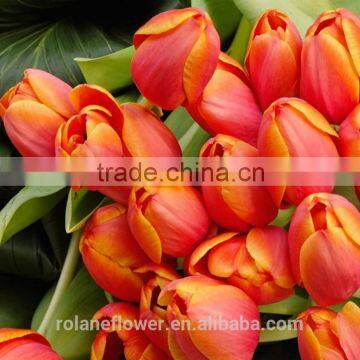 wholesale same quality as Nitherlands fresh cut flowers Tulip Flower