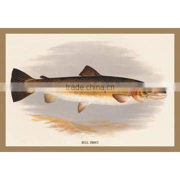 Bull Trout 20x30 poster