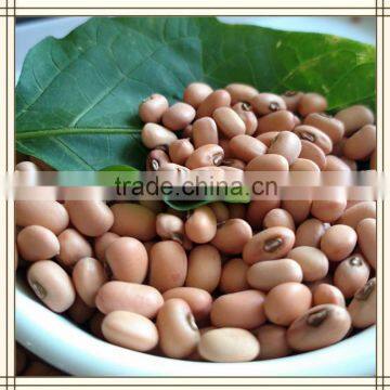 High Quality Pink Cowpeas