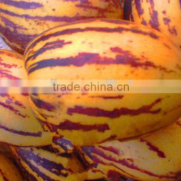 Hybrid F1 Pepino Seed Pepino Cucumber Seeds Pepino de mar seco seeds For Growing