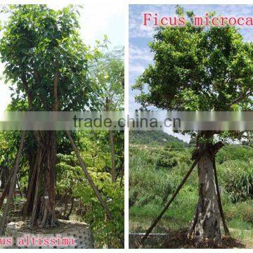 for Outdoor Landscaping Ornamental Bonsai Plants