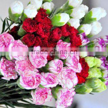 Fresh Cut Muticolor Carnation Flower photo-4