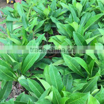 Red Flower Plumeria Rubra