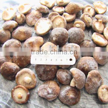 IQF Shiitake whole