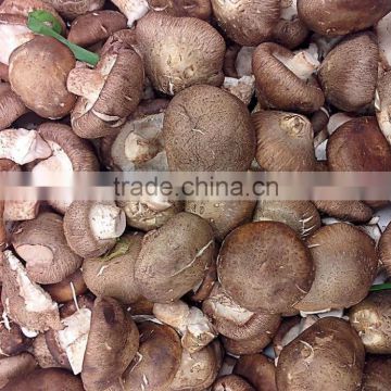 Organic Shiitake Mushroom Extract Powder