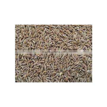 INDIAN CUMIN SEEDS