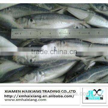 Frozen whole horse mackerel fish