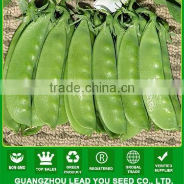 MPE01 Tiandou early maturity green pea seeds, snow pea seeds price