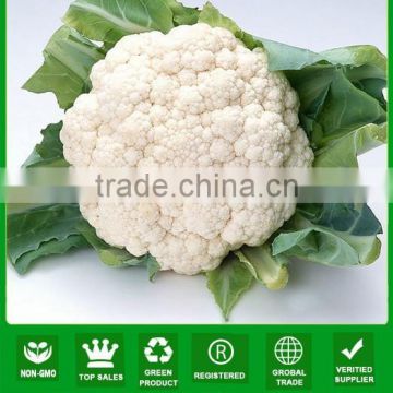 NCF09 Nicer cauliflower seeds supplier all kinds of vegetable seed companies