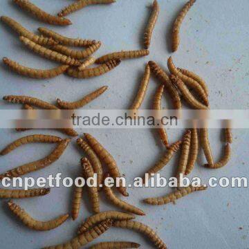 Dried Mealworm For Sale