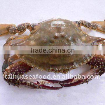 Swimming Crab