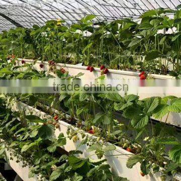 Hot Sale Film Covering Tunnel Strawberry Greenhouse photo-2