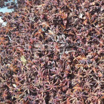 FAQ Star Anise Whole China Ganzhi