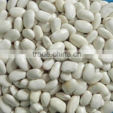 Medium White Kidney Beans, square shape