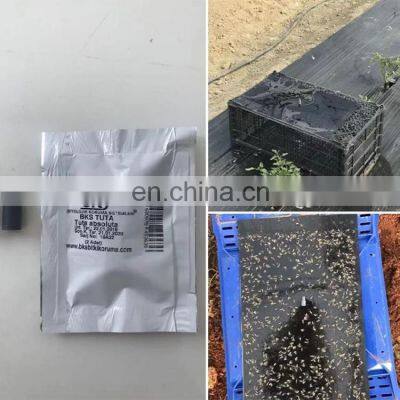 Black Sticky Fruit Fly Trap Kill Fruit Flies Professional Factory Discount Price Customized For Insect Control Use photo-4