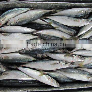 Frozen fresh round scad whole round in good quality