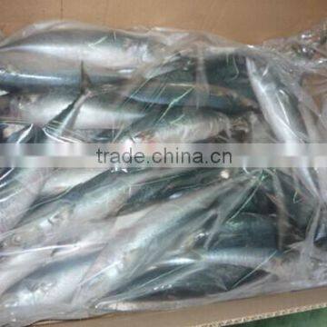High quality frozen pacific mackerel fish whole round(Scomber Japonicus)