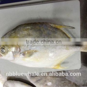 300-400g 400-600g Frozen golden pompano