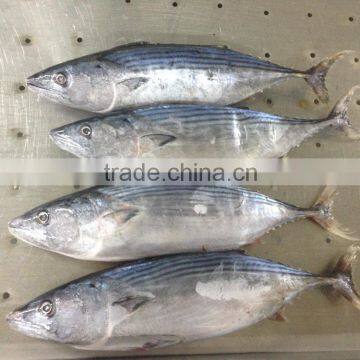 Skip Jack Tuna Fish photo-2