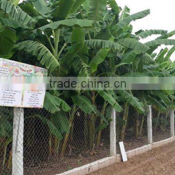Lease of Agricultural Land