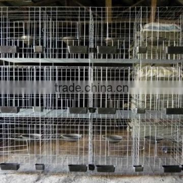 Qatar Poultry Farm Wire Mesh Pigeon Breeding Cage