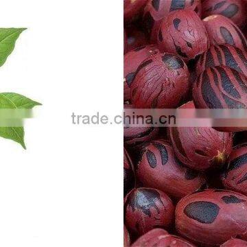 Nutmeg Oleoresin