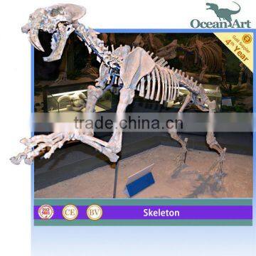 Museum Standard Animated Life Size Animals Skeleton--Smilodon