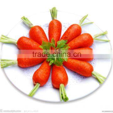 new crop chinese fresh australian carrots for sale