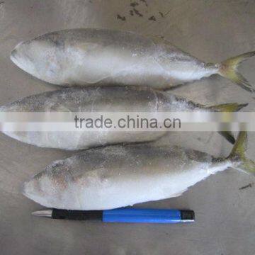 hot sale indian mackerel