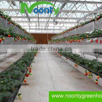 Strawberry Hydroponics photo-4