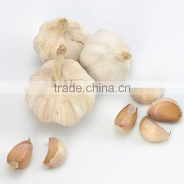 Wholesale Natural white fresh garlic with mesh bag or ctn