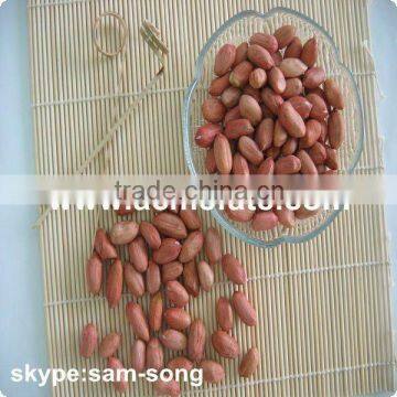 Groundnut Peanut Kernels