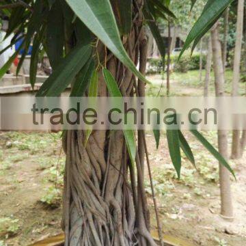 Outdoor Natural Plants Ficus Binnendijkii