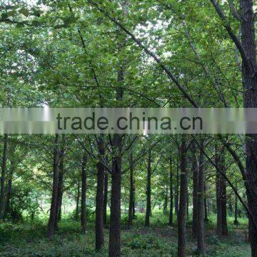 Ginkgo Biloba L