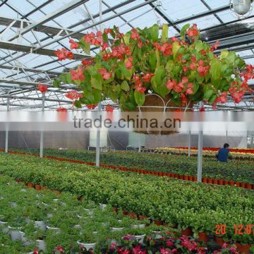 Flower Growing Greenhouse