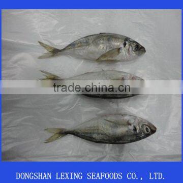 frozen horse mackerel IQF